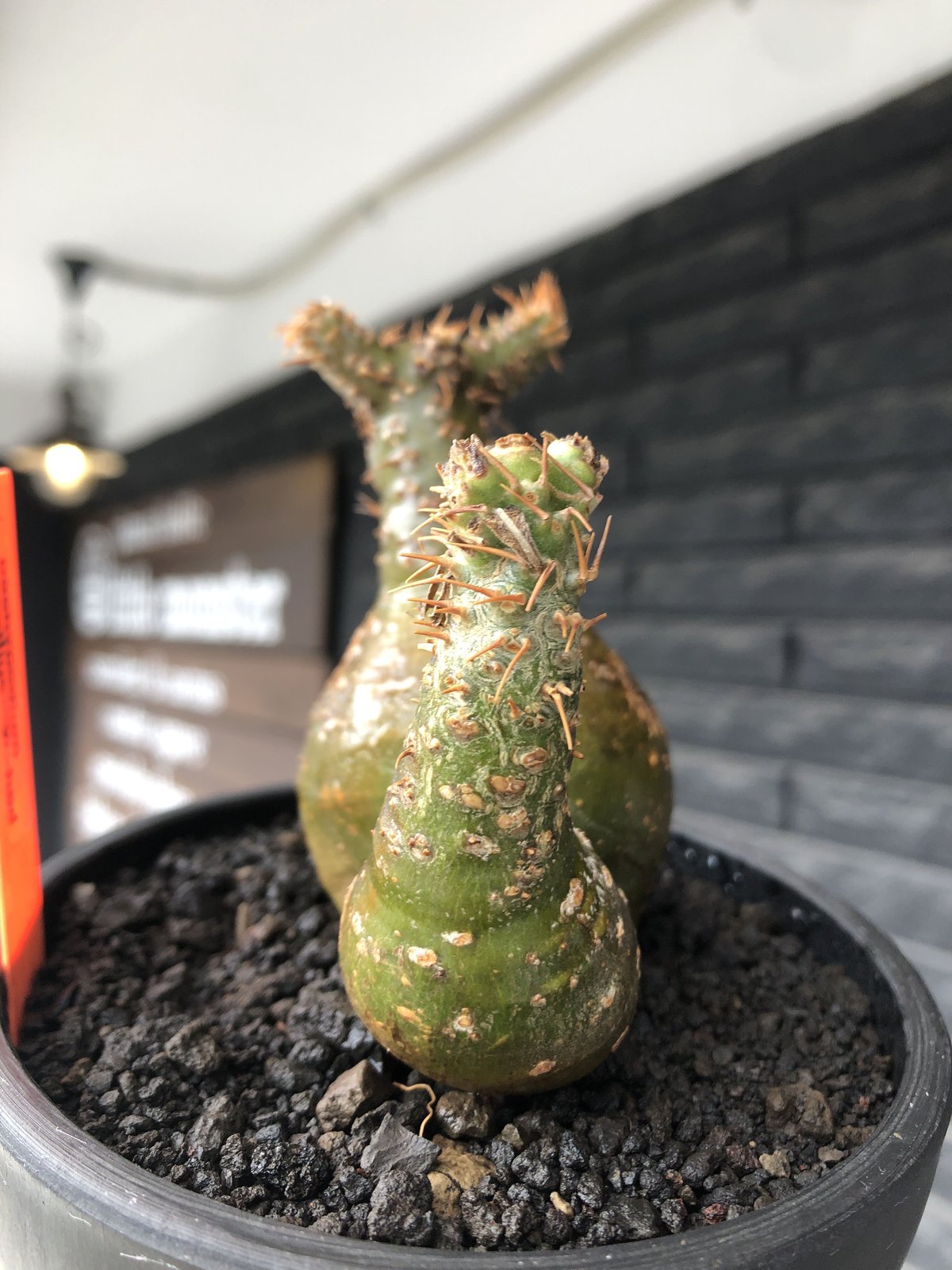 pachypodium gracilius《M size》希少‼︎極green肌&球体双頭株※