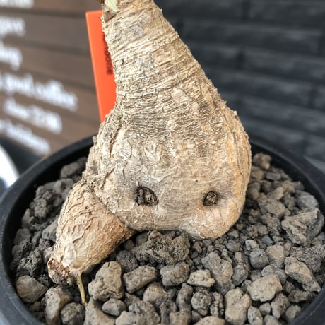 euphorbia  fishbone《 大きめM size》※現地球株発根済※激希少‼︎流通少なきフィッシュボーン※mad black pot植え