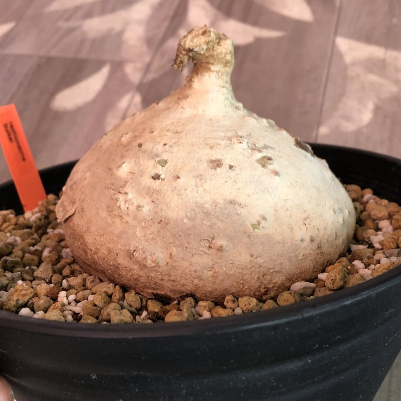 raphionacme burkei《L size》希少株‼︎ | plants holi