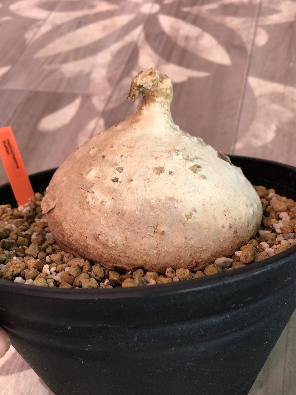 raphionacme burkei《L size》希少株‼︎ | plants holi