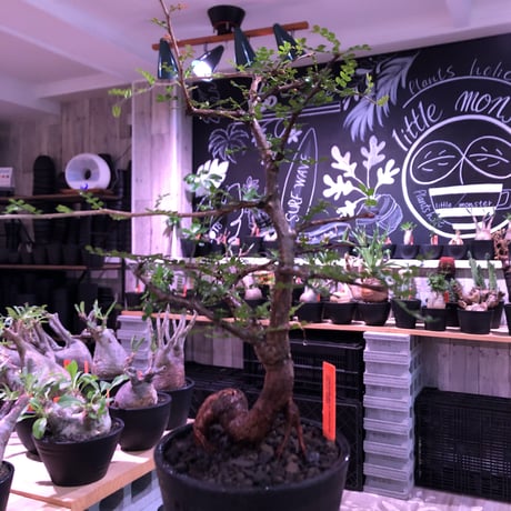 opercullicarya  packypus  littmon  seed🌱 《13年目株》※幹も太く表皮のボコボコも強く出た当店作り込み長き丈の締まったパキプス※mad black pot植え