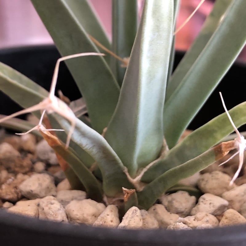 leuchtenbergia principis《晃山》 | plants holic ...