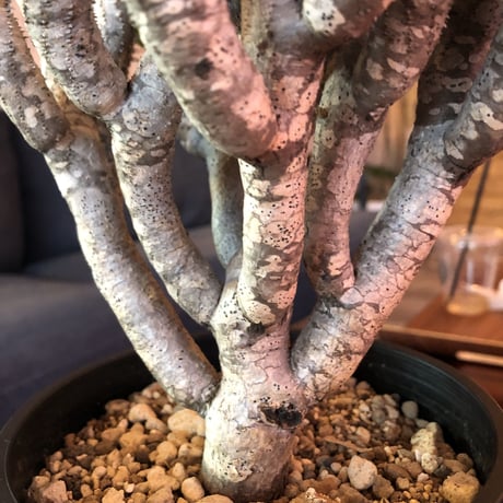 euphorbia    guillauminiana《L  size》明るいライトシルバー肌のbalance良き美株‼︎