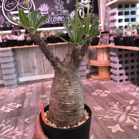 packypodium  gracilius《大きめ M size》※現地球株  発根済み株‼︎  （限定1株）