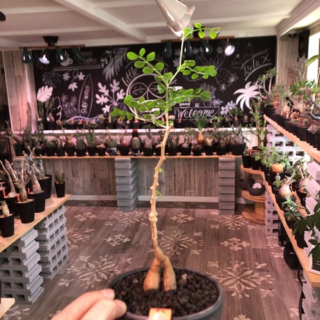 opercullicarya   packypus  littmon  seed🌱 《3年半株》幹も太く‼︎&枝振り樹形良きパキプス‼︎※mad black bowl pot植え※限定2株