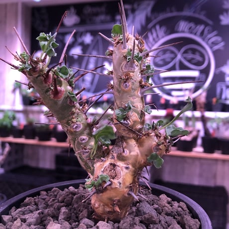 sarcocaulon crassicaule《  M  size》※現地球発根済株※店主国内管理3年株※赤強刺に縮れた葉と白花のギャップ萌えするwildな一株※mad black pot植え