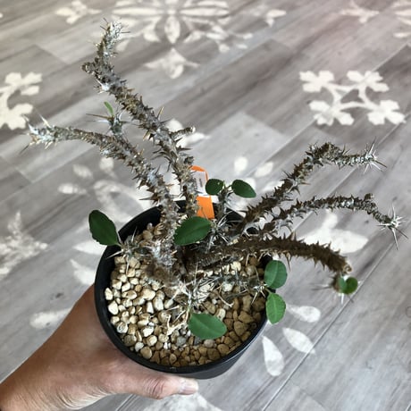 euphorbia    sakarahaensis《M size》