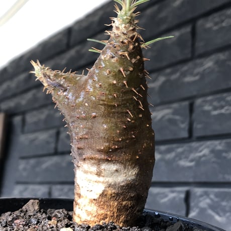 pachypodium gracilius《S size》※希少‼︎green肌&赤棘株※現地球発根後店主国内管理2年株※くっきりしたカラーに赤棘を持つ一株※mad black pot植え