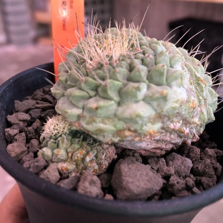strombocactus  菊水《M size》3分頭株  希少3hed‼︎  ※店主管理国内６年株