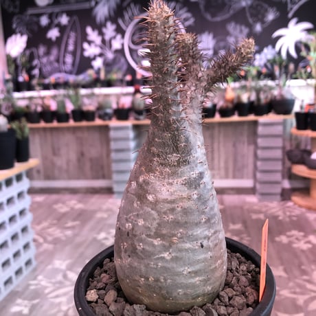 packypodium  gracilius《M  size》※現地球発根済株‼︎※大変balance良き、希少二頭枝グラキリス‼︎オススメ株‼︎※mad black pot植え