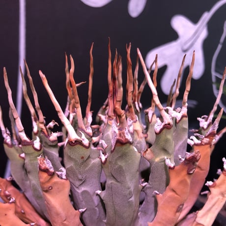agave   utaensis  eborispina《M size》