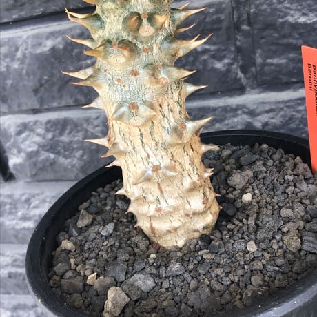 pachypodium  baronii《LL size》※激希少‼︎現地球発根後店主国内管理9年株※激極太幹を持ちどっしり構えの男前‼︎太いstuds棘が堪らない※mad black pot植え