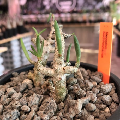 tylecodon buchholzianus《M size》※大変綺麗で繊細な品種‼︎※mad black pot植え