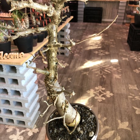 bursera fagaroides《 L L size》極太最高品質※現地球発根済株※店主国内管理6年株※厳つく極太唯一無二感強き渾身の一株※mad blown marble bowl pot植え