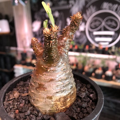 pachypodium gracilius《S size》A面赤肌株※現地球発根済株※店主国内管理2年株※balance良き小振の赤肌グラキ‼︎※mad black pot植え