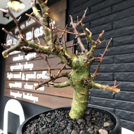 commiphora  myrrha《大きめM size》※現地球発根後店主国内管理8年株（店主私物株）※良き佇まいな激希少種※mad black bowl pot植え