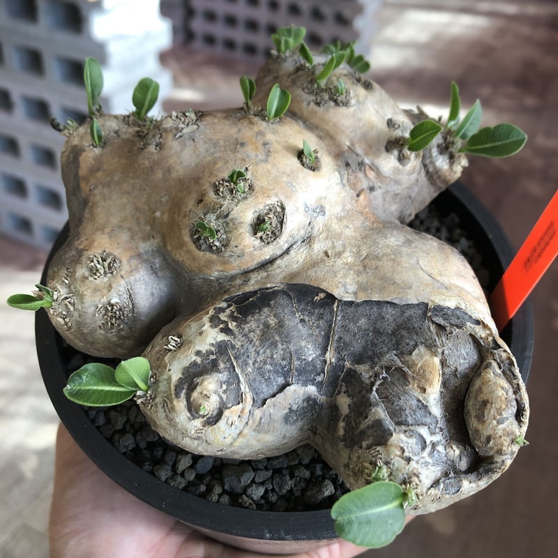 恵比寿笑い　現地球 2025年最新】恵比寿笑い 現地の人気アイテム - メルカリ