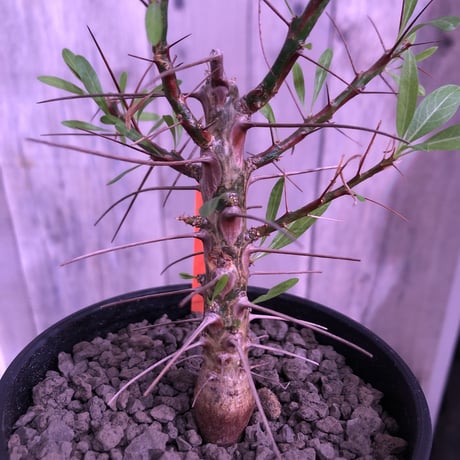 fouquieria  purpusii《M size》 ※希少株  ※幹の模様が特徴な人気種　※限定2株