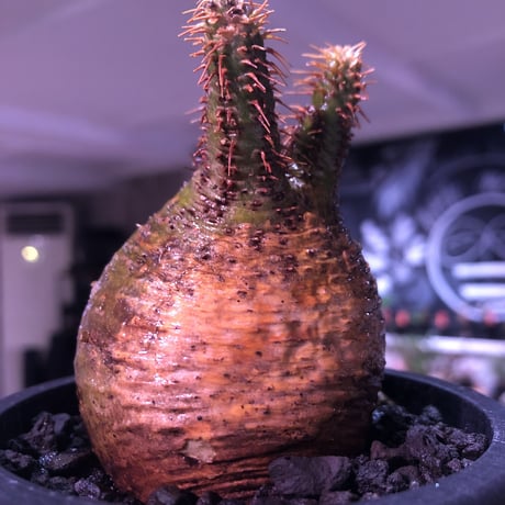packypodium  gracilius《小さめM size》希少green肌まん丸球体株※現地球発根済株※店主国内管理2年株※短枝且つどこから見てもまん丸な美株※mad black pot植え
