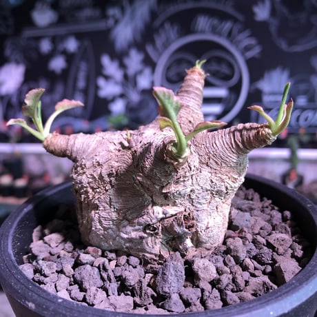 euphorbia  fishbone《 L L size》※現地球発根済株※店主国内管理4年株※激希少‼︎流通少なき激bigフィッシュボーン‼︎※mad bowl pot植え