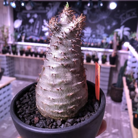 packypodium  gracilius 《M size》  現地球  発根済み株   mad black bowl pot植え（限定①株）