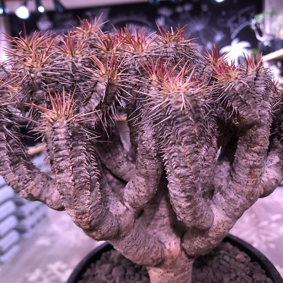 5e6388c568c4621186534936