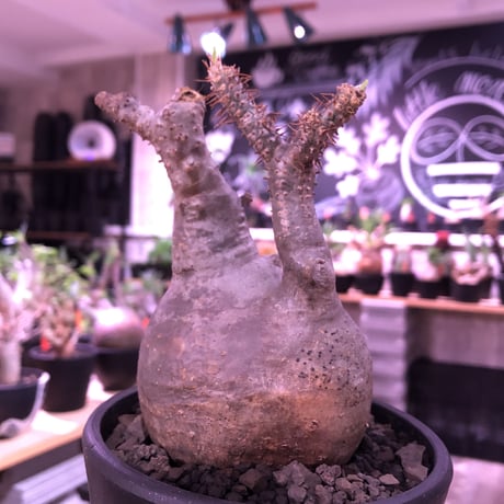 packypodium  gracilius《大きめM size》※現地球発根済株※希少二頭枝の現地焼けぼってりグラキ‼︎良きバランスな選抜株※mad black pot植え