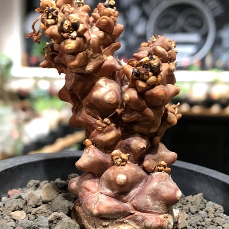 othonna herrei《L size》※現地球株発根済※ウェイト低く極太株となりボコボコ突出感も強い立体樹形‼︎※black pot植え