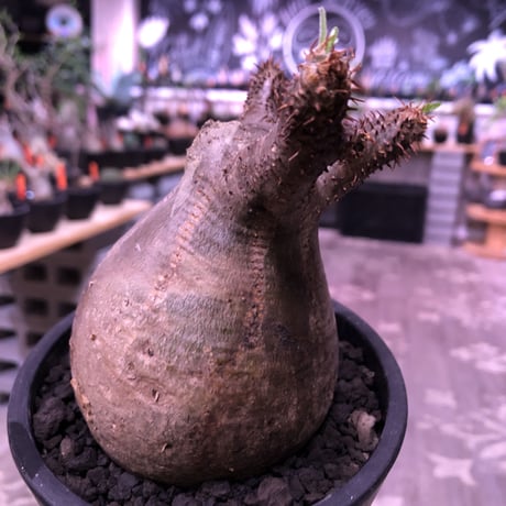packypodium  gracilius《M  size》※現地球発根済株※新芽もお目覚め球体選抜株‼︎短枝おすすめグラキ‼︎※mad black pot植え