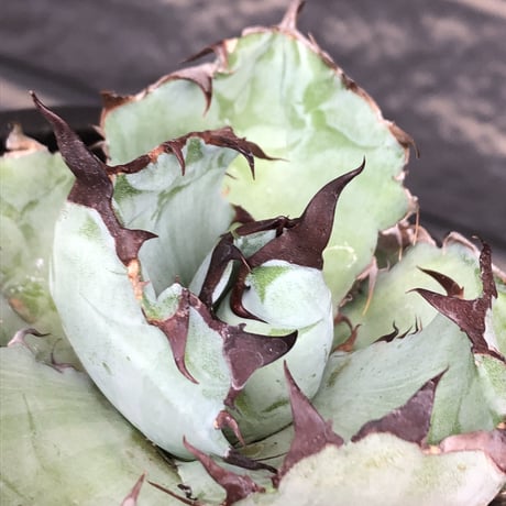 agave titanota black&blue 強棘《M size》選抜株※現地球株発根済※極めて纏まり締まり良き厳つさが堪らないワイルド株※mad black pot植え