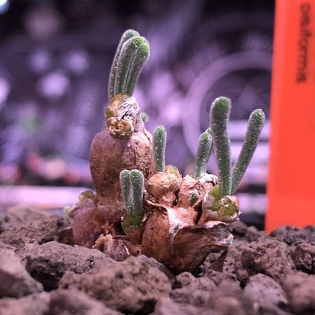 monilaria   pisiformis《SS  size》※現地球発根済株※モニラリア属　（最上位激希少種）※冬型caudex‼︎   ※mad black bowl pot植え