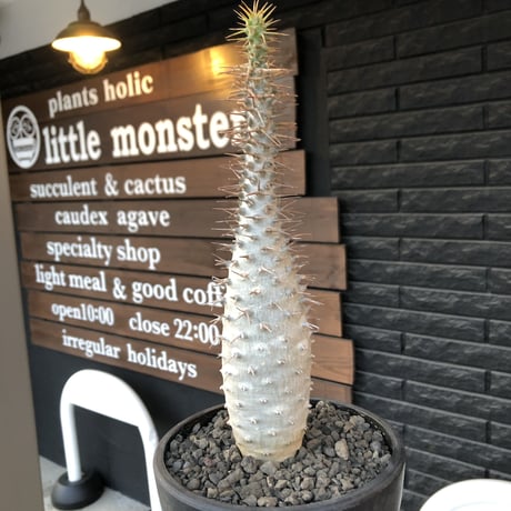 pachypodium  ambongense《L size》驚愕激希少種※現地球発根済株※店主私物株‼︎国内管理5年※現地球ならではの極白肌を持つ良樹形※mad black bowl pot植え
