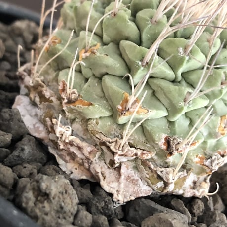 strombocactus 白棘菊水《M size》激希少‼︎現地球発根後店主国内管理13年株※味深さ&美しい樹形balanceな堪らない装い※mad black bowl pot植え