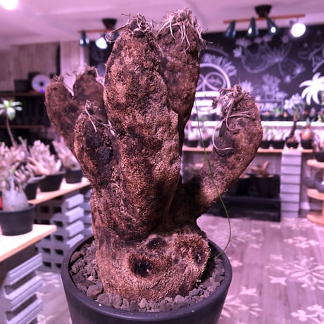xerophyta  trichophylla《LL size》※現地球発根芽吹き済※驚愕強靭株※限りなくweightがlowなbalance &サイズ良きトリコフィラ※mad black pot植え