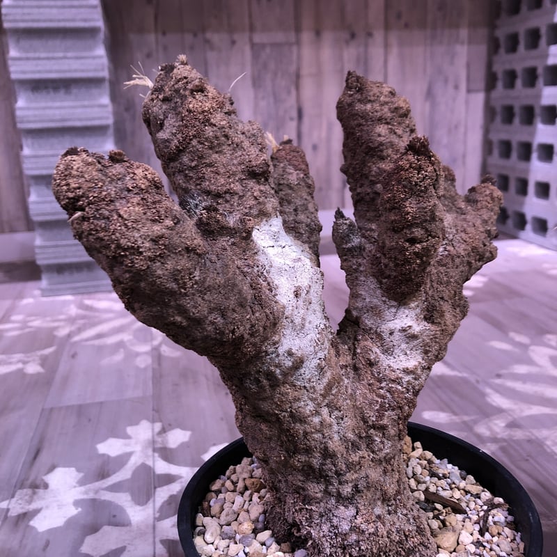 xerophyta trichophylla《L L size》 | plants hol