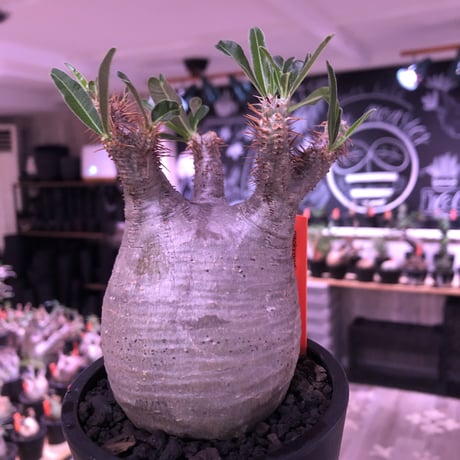 pachypodium  gracilius《M size》極短枝＆ぼってり樹形※現地球発根済株※店主国内管理3年株※美肌でとびきりぼってりなbalance良き一株※mad black pot植え