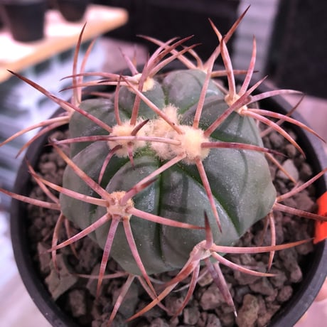echinocactus 太平丸　var.強刺nicolii《大きめM size》※現地実生発根済株※現地実生ニコリー‼︎棘先が黒ずんだ現地らしい趣※mad black bowl pot植え