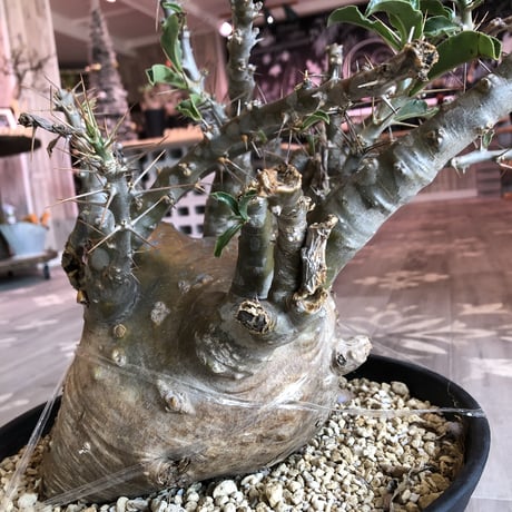 packypodium   saundersii（XL size）