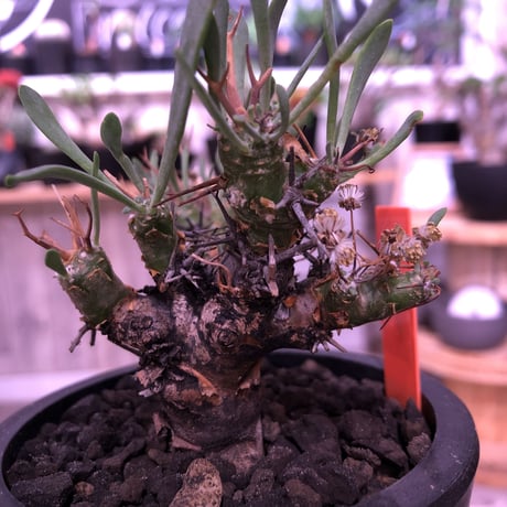 othonna   euphorbioides《M size》black肌‼︎　※らしさ漂うカッコいいオイデス‼︎オススメ株！※mad black pot植え