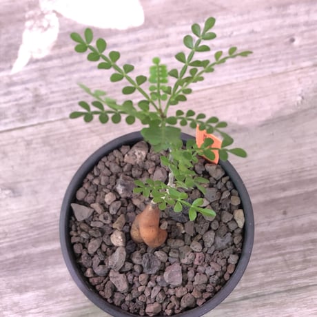 opercullicarya  packypus  littmon  seed🌱 《4年株》※枝が作られる丁度良き樹齢‼︎＆丈の締まったサイズ感※mad black bowl pot植え※限定4株