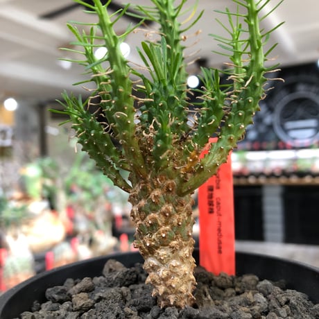 euphorbia caput-medusae 天荒竜《S size》※現地球株発根済※珍しい小振りながら整った樹形バランスと枝振りも良き一株‼︎※black bowl pot植え