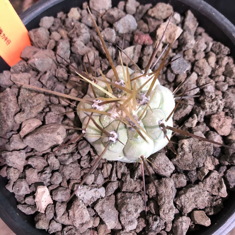 copiapoa cinerea 長刺白棘黒王丸《小さめM size》激希少‼︎※現地球