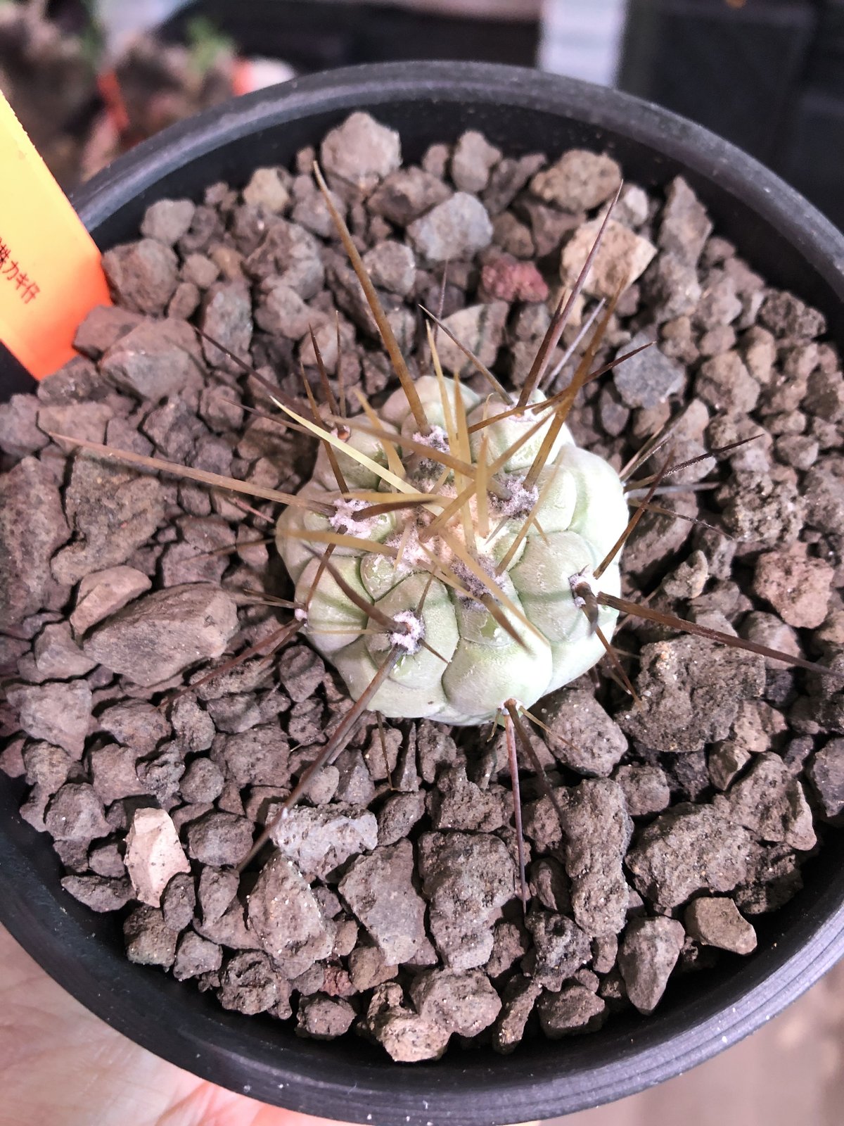 copiapoa cinerea 長刺白棘黒王丸《小さめM size》激希少‼︎※現地球