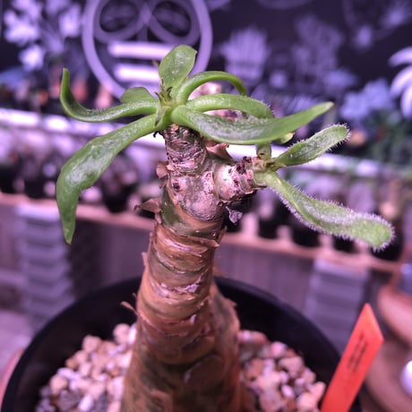 tylecodon  paniculatus 《S size》置き物のようなかわいさ