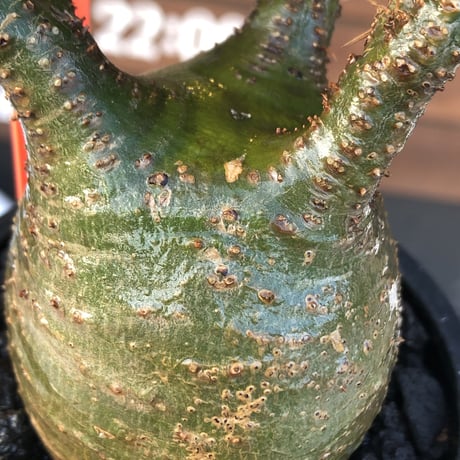 packypodium  gracilius《小さめM size》希少‼︎極green肌※現地球発根済株※店主国内管理4年株※大変ぼってり樹形且つ極green肌株※mad black pot植え