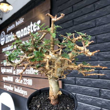 commiphora  stocksiana《大きめL size》※現地球発根後店主国内管理12年株※weight低く長年枝も太く作り込んだ佇まいが堪らない一株※鉄鉢植え