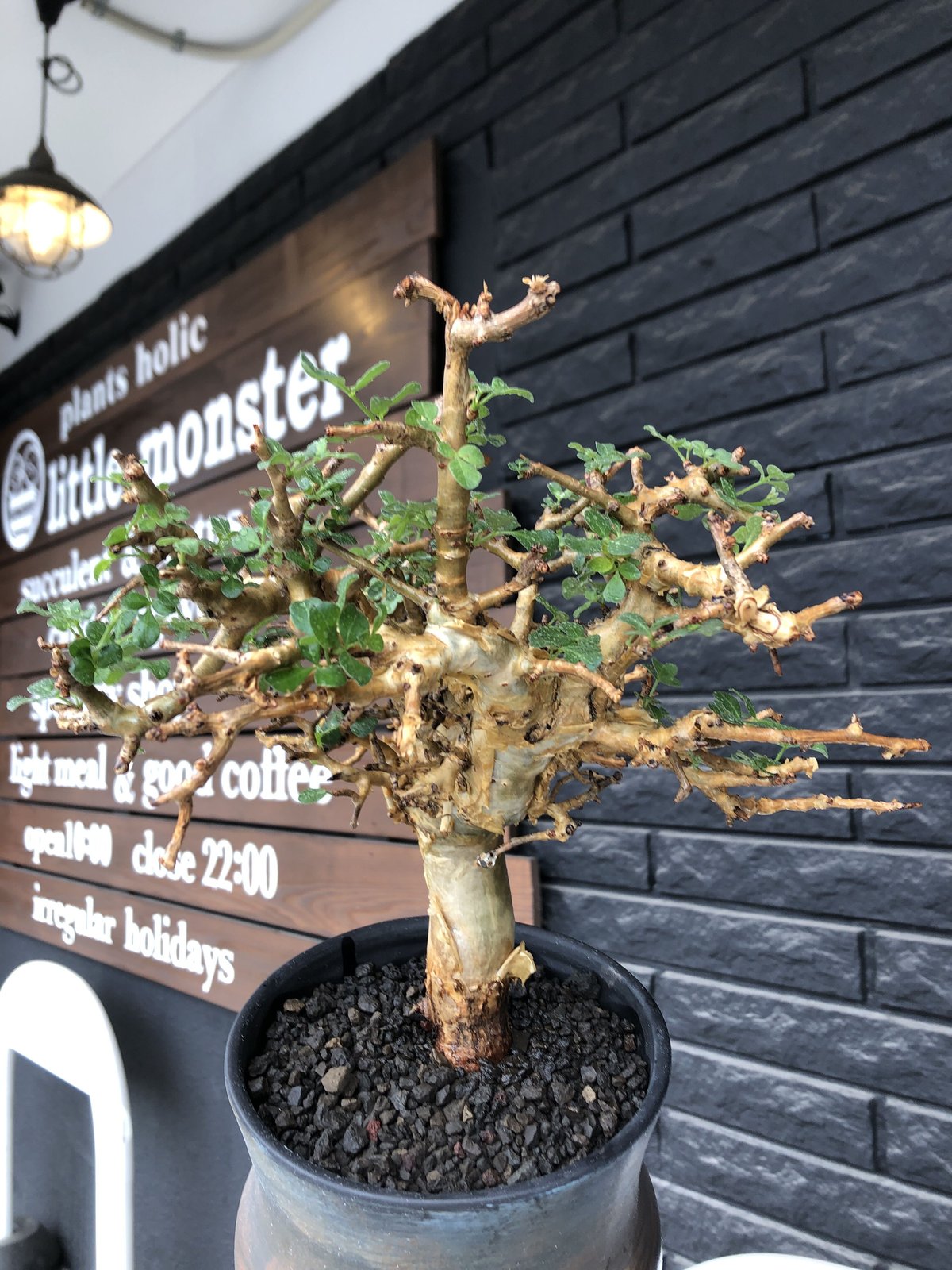 commiphora stocksiana《大きめL size》※現地球発根後店主国内 commiphora stocksiana《大きめL size》※現地球発根後店主国内
