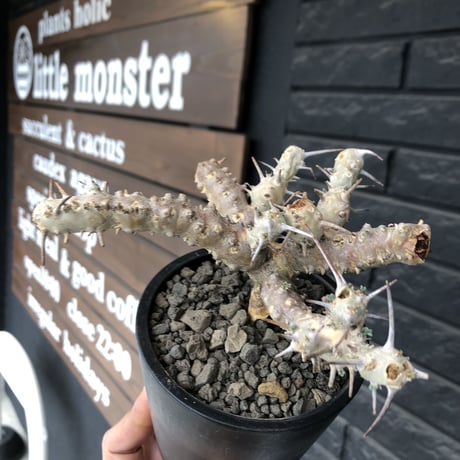 sarcocaulon crassicaule《M  size》※現地球発根済株※店主国内管理2年株※個体差でより鋭い赤味ある強刺に縮れ葉＆白花のギャップ萌えする良樹形※mad black pot植え