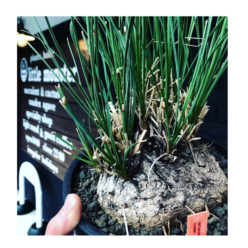 【現地株】カリバナスフーケリー　国内管理５年 現地株】カリバナスフーケリー 国内管理5年