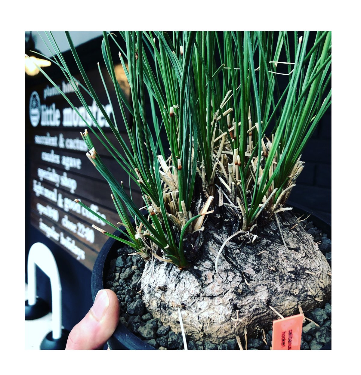 現地株】カリバナスフーケリー 国内管理5年 現地株】カリバナス